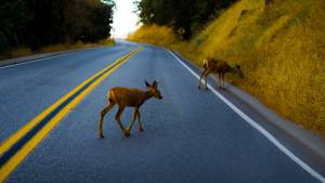 Deer on a roadway