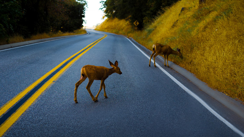 Deer-Related Vehicle Accidents 101 | Dale E Anstine