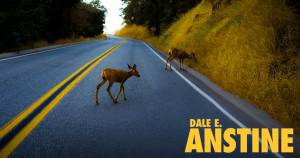Deer on a roadway